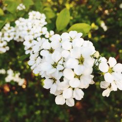 Close-up of white flowers blooming on tree