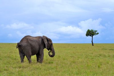 Elephant standing on grassy field against cloudy sky