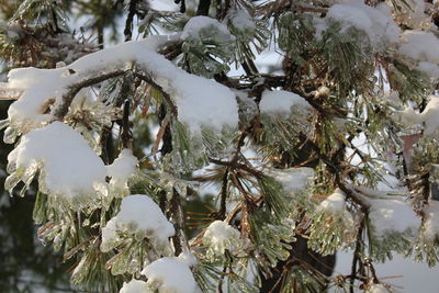 Snow covered trees in winter