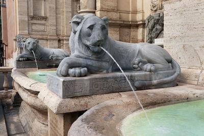 Rome. lions of the aqua felice fountain