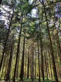 Low angle view of bamboo trees in forest