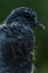 Close-up of a young pigeon bird in profile