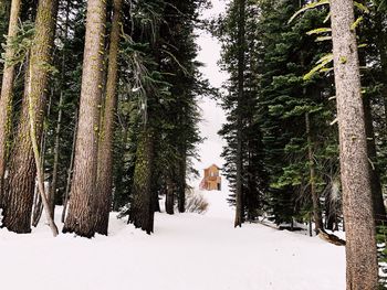 Pine trees in forest during winter