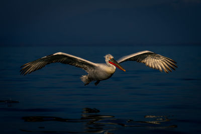 Bird flying over lake