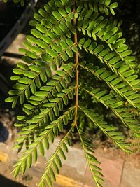 Close-up of fresh green leaf