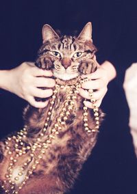 Close-up of woman hand holding kitten