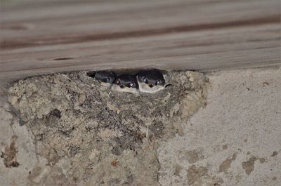 High angle view of birds in hole