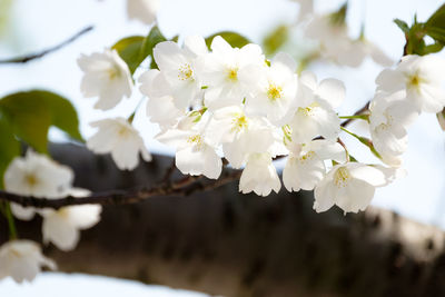 Close-up of white flowers on tree