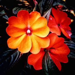 Close-up of orange flowering plant in park