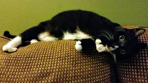 Cat resting on floor