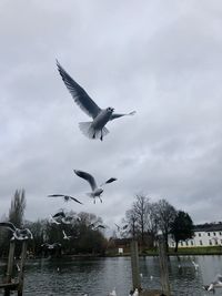 Seagulls flying over lake against sky