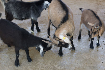 High angle view of sheeps