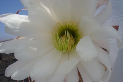 Close-up of white flower