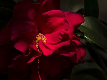 Close-up of red flowers