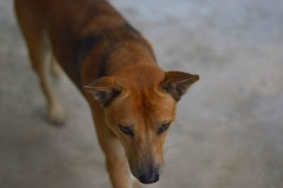 Close-up portrait of dog sticking out tongue on land