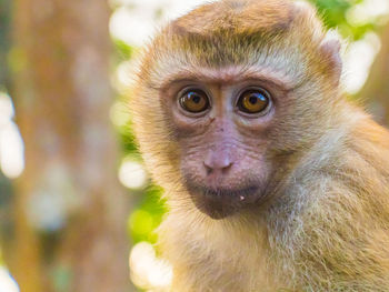 The macaque monkeys of monkey hill, phuket.