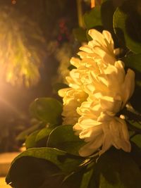 Close-up of flower at night