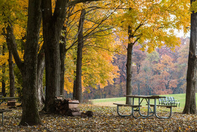 Trees in park during autumn