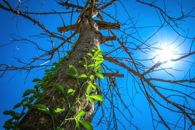 Low angle view of bare tree against blue sky