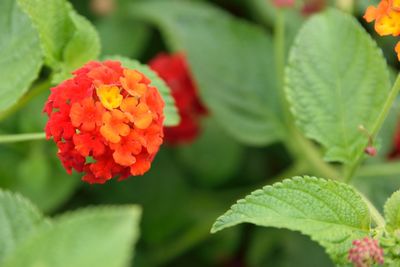 Close-up of red flowering plant