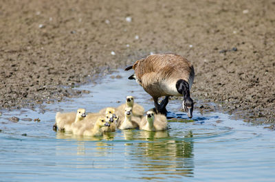 Ducks in a lake