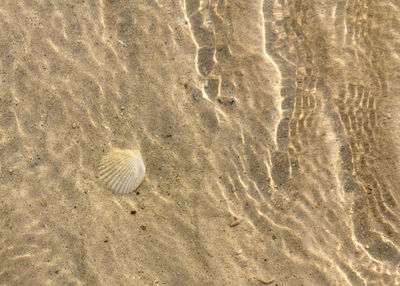 High angle view of footprints on sand at beach