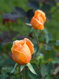 Close-up of orange rose blooming outdoors