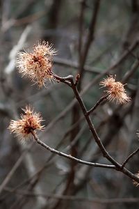 Close-up of wilted plant