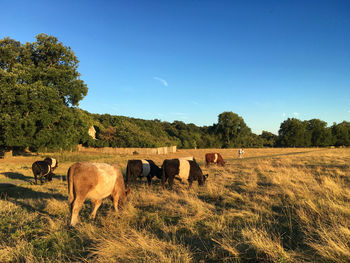 Cows grazing on field against sky