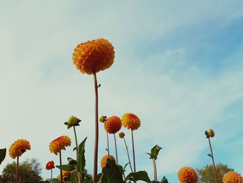 Low angle view of flowering plant against sky