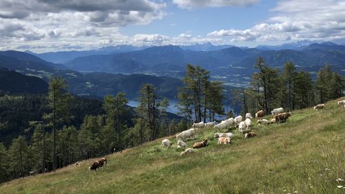 Panoramic view of green landscape and mountains