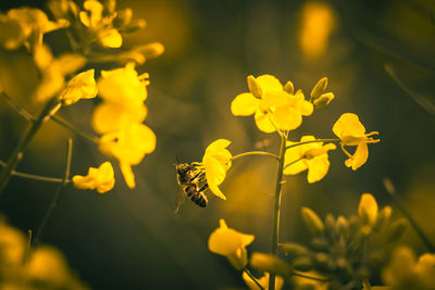 Close-up of yellow flowering plant