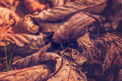 Firebug on chestnut leaves