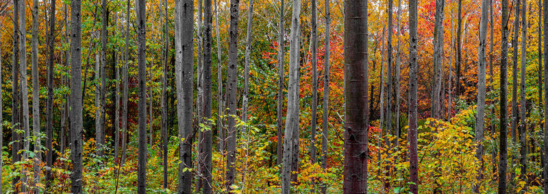 Pine trees in forest during autumn