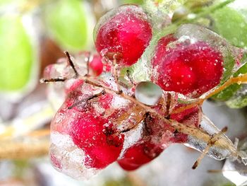 Close-up of strawberries