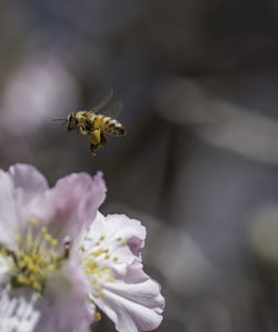 Close-up of bee flying over flower