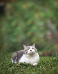 Portrait of a cat on field