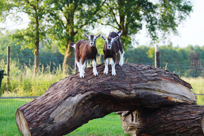 Newborn goats on field