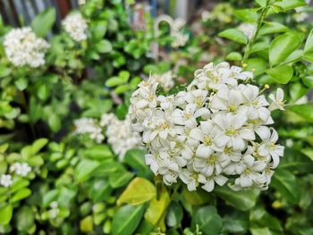 Close-up of white flowering plant