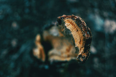 Close-up of lizard