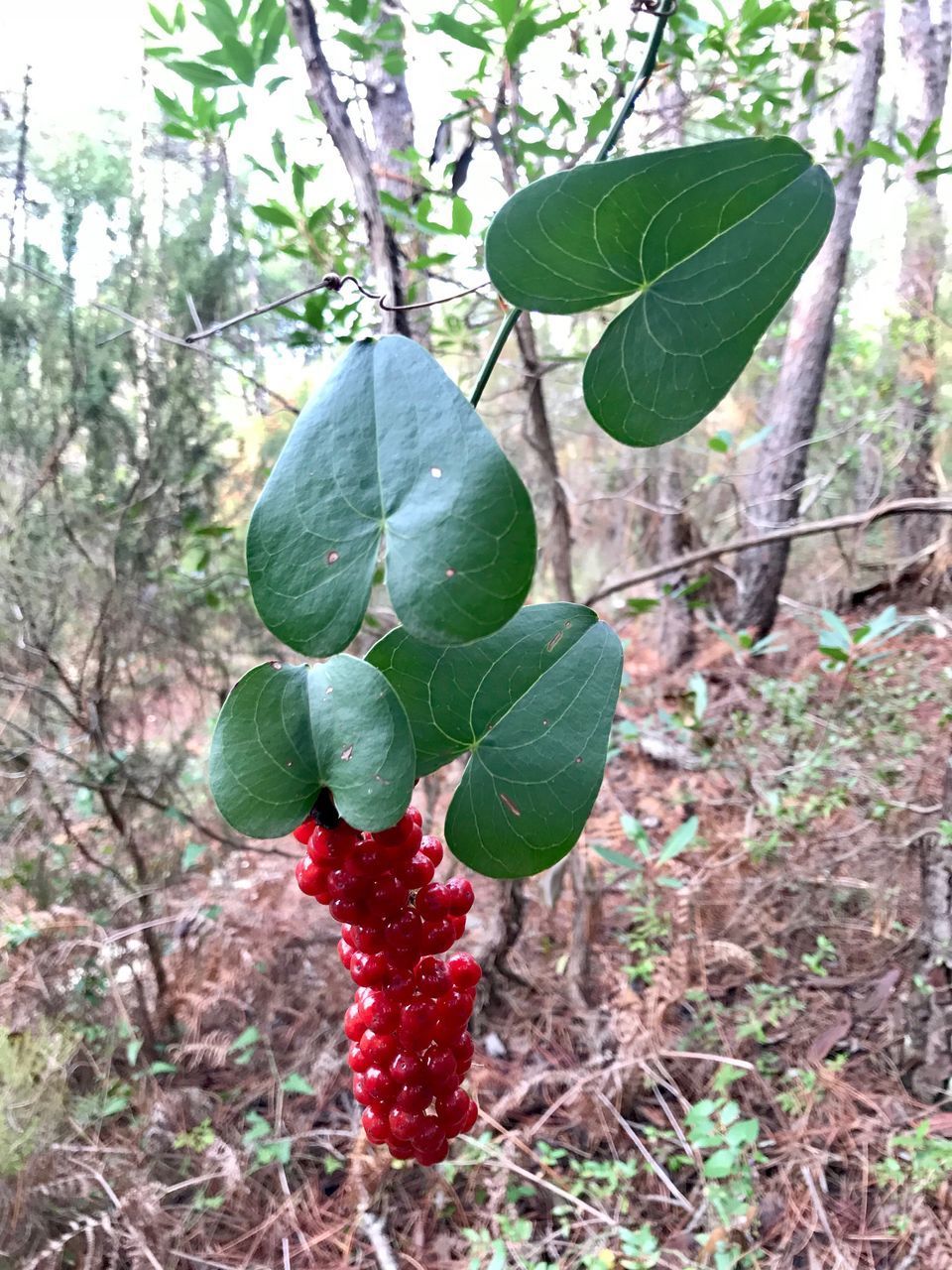 CLOSE-UP OF BERRIES ON TREE