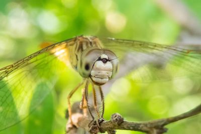 Close-up of dragonfly on plant