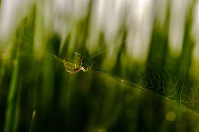 Close-up of spider on web