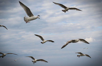 Low angle view of seagulls flying against sky