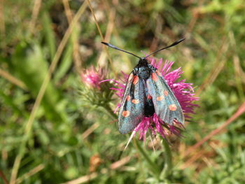 Close-up of butterfly pollinating on purple flower