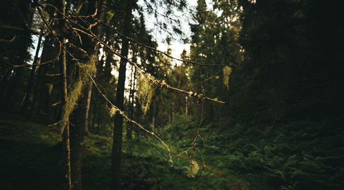 Tree growing on a tree