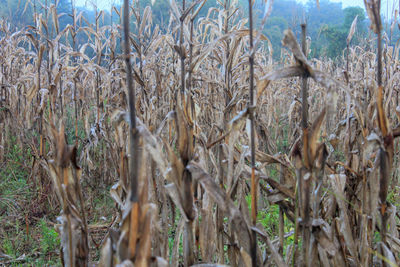 Close-up of crops on field