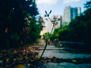 Close-up of flowering plant in city