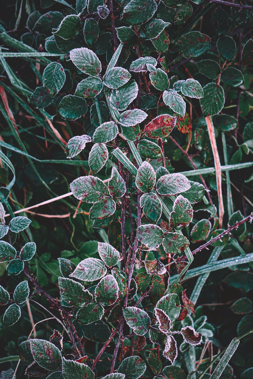 HIGH ANGLE VIEW OF FROST PLANTS