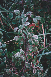 High angle view of frost plant